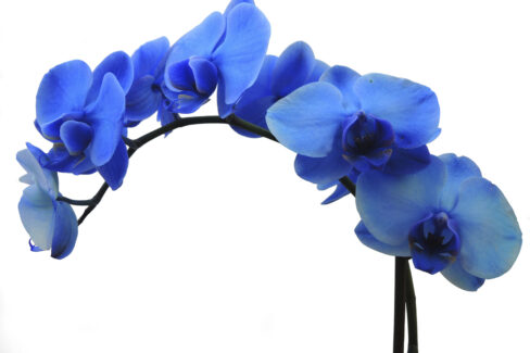 orchideen-faerben