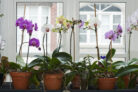 orchideen-fensterbank