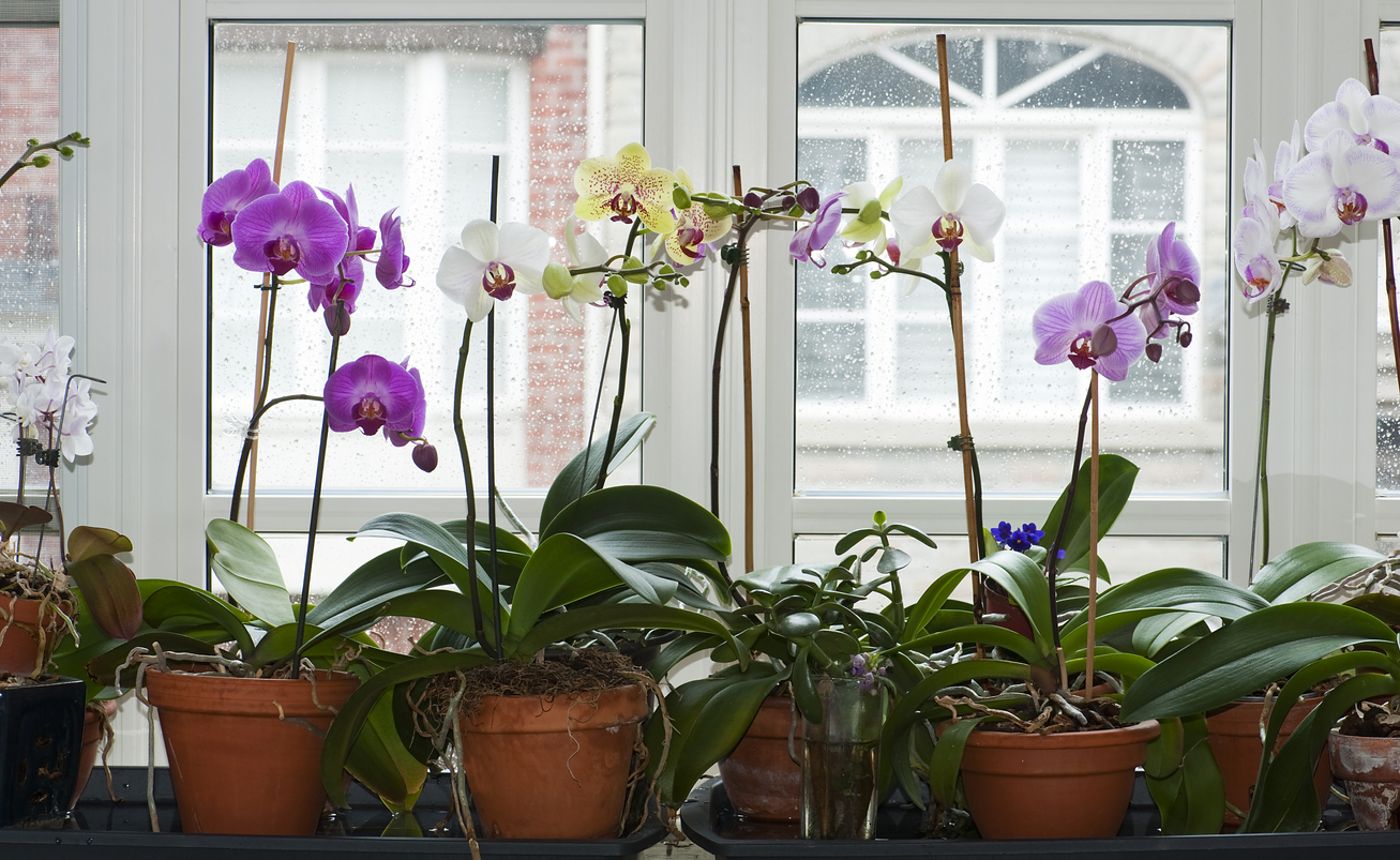 Orchideen Am Fenster