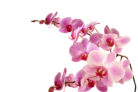 orchideen-herkunft