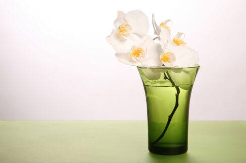 orchideen-im-glas