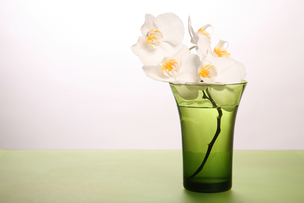 Orchideen im Glas So setzen Sie die Pflanze in Szene