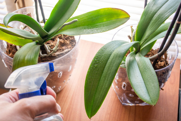 37+ Pflege Der Orchideen, Für eine prächtige blüte sollten
