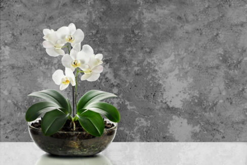 orchideen-in-schale
