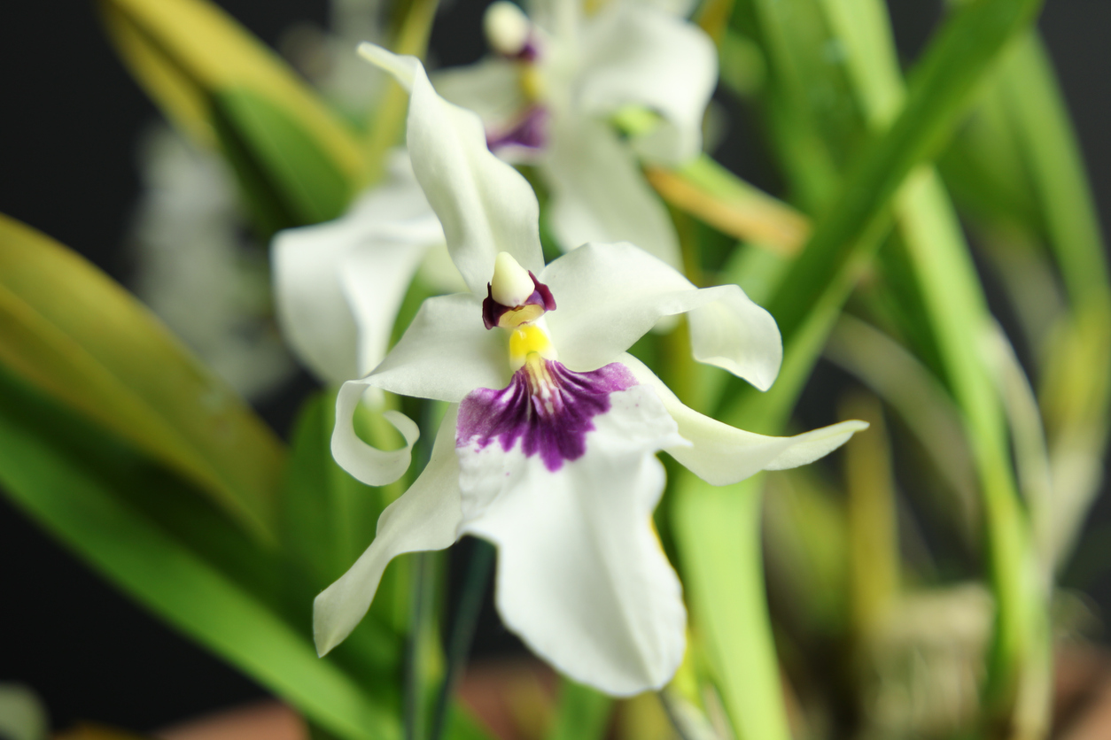 Orchideen Steckbrief Lernen Sie die Pflanze kennen