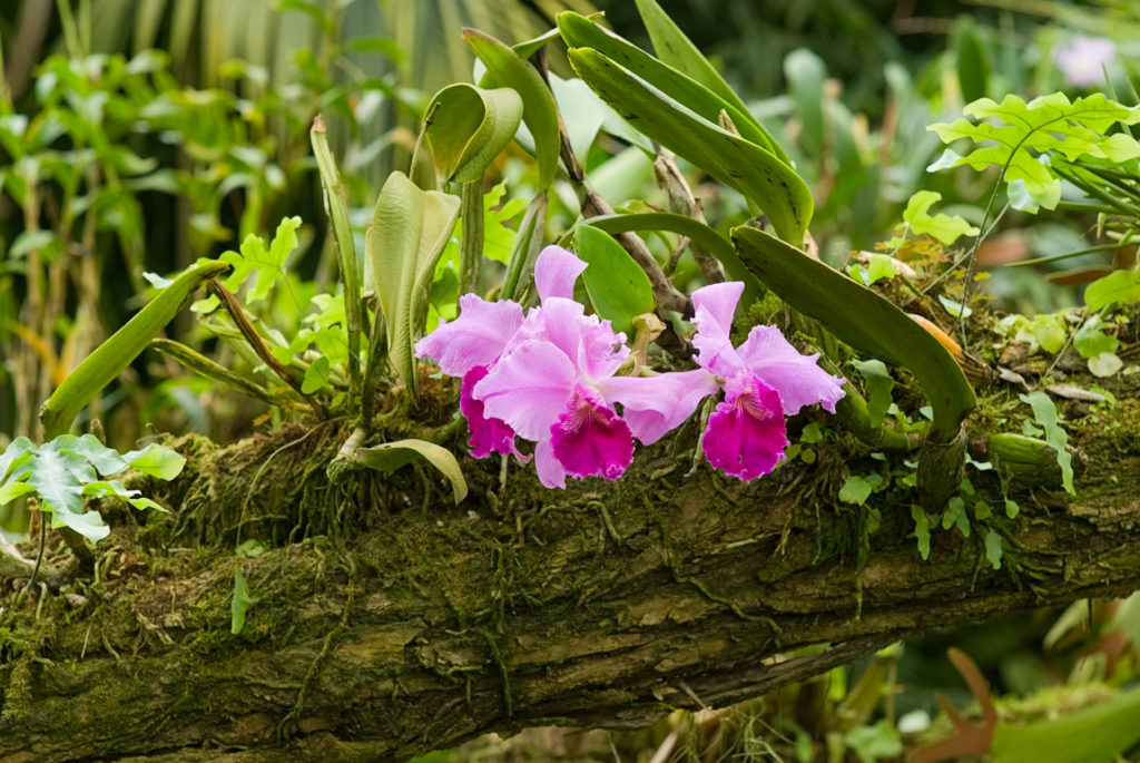 Orchideen Regenwald Erfahren Sie mehr über die Heimat der Pflanzen
