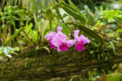 orchideen-regenwald