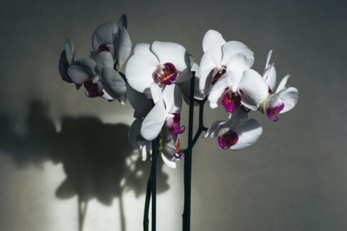 orchideen-schatten