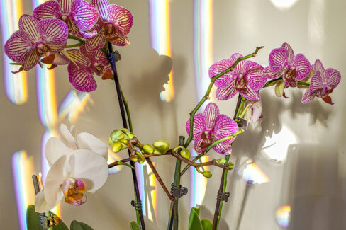 orchideen-sonne