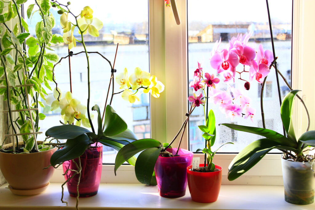 Orchidee ohne Blätter Warum wirft sie die Blätter ab?
