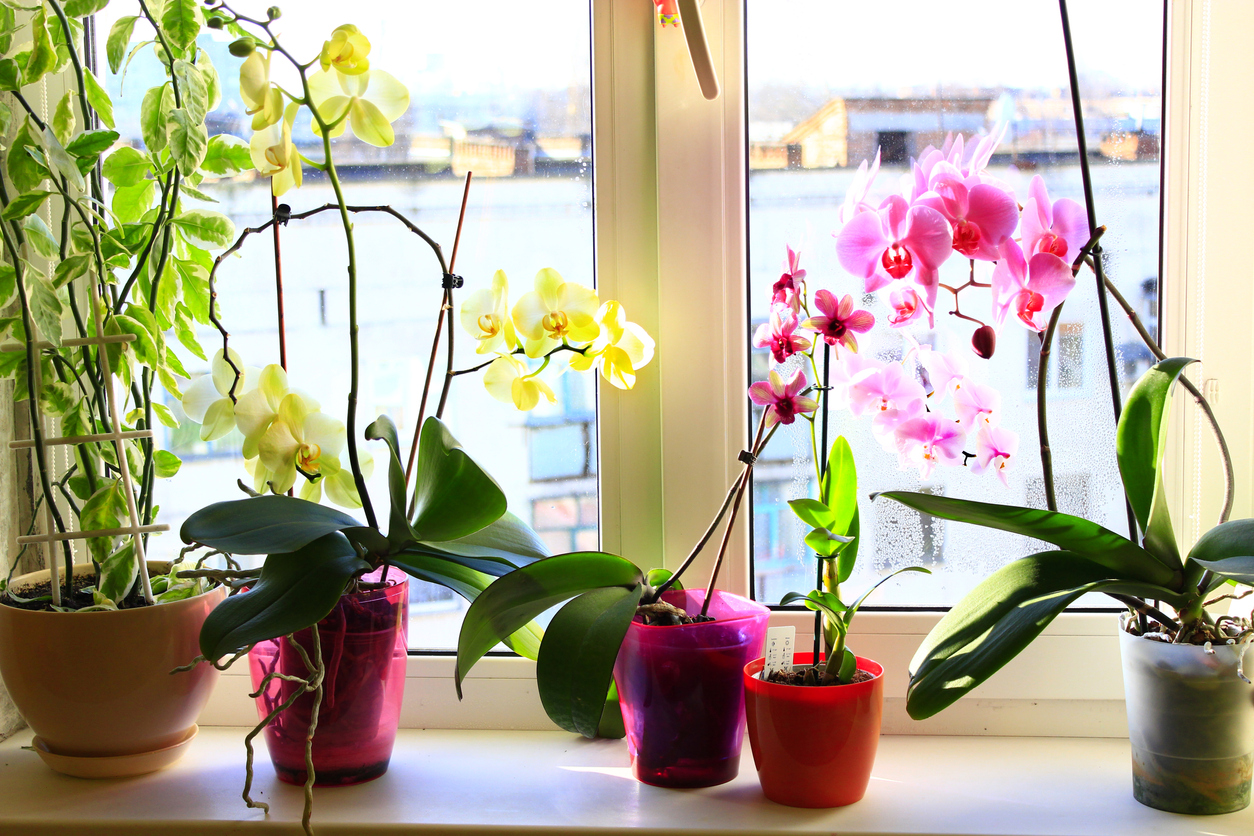 Orchideen Fensterbank Das ist der ideale Ort