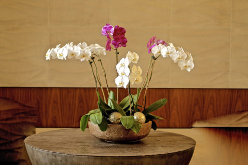 orchideen-steckbrief