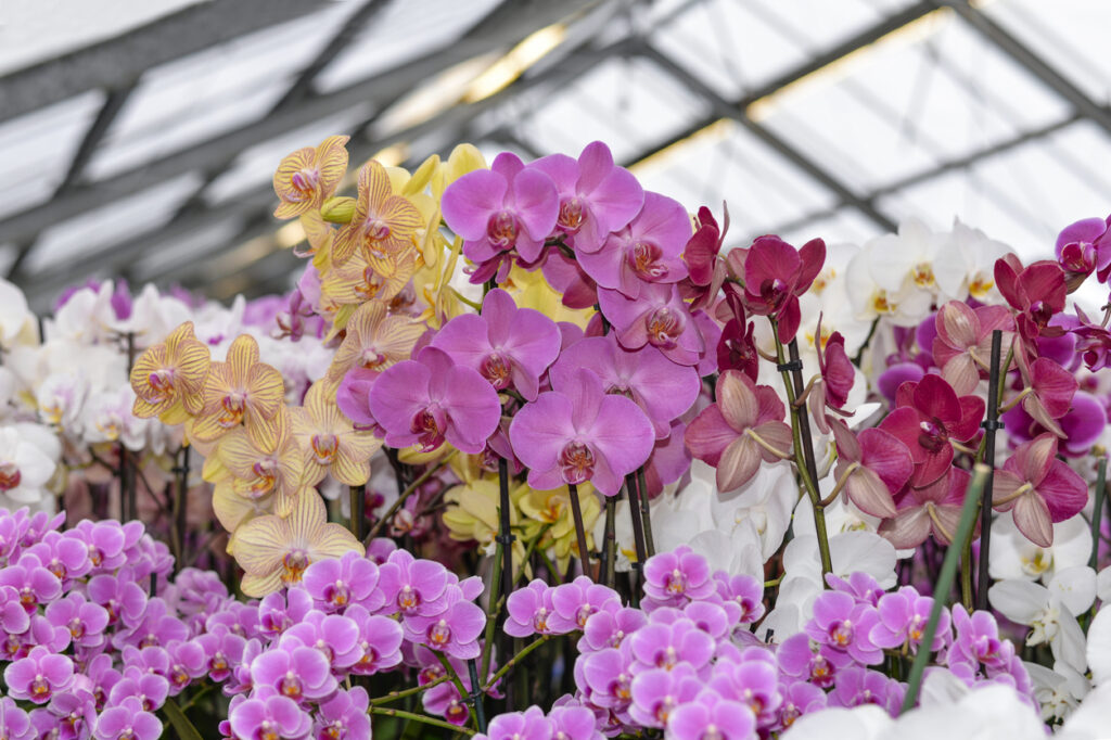 Orchideen Temperatur Wie viel Wärme braucht die Pflanze?