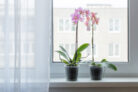 orchideen-uebertopf-transparent