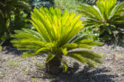 palmfarn-gelbe-blaetter