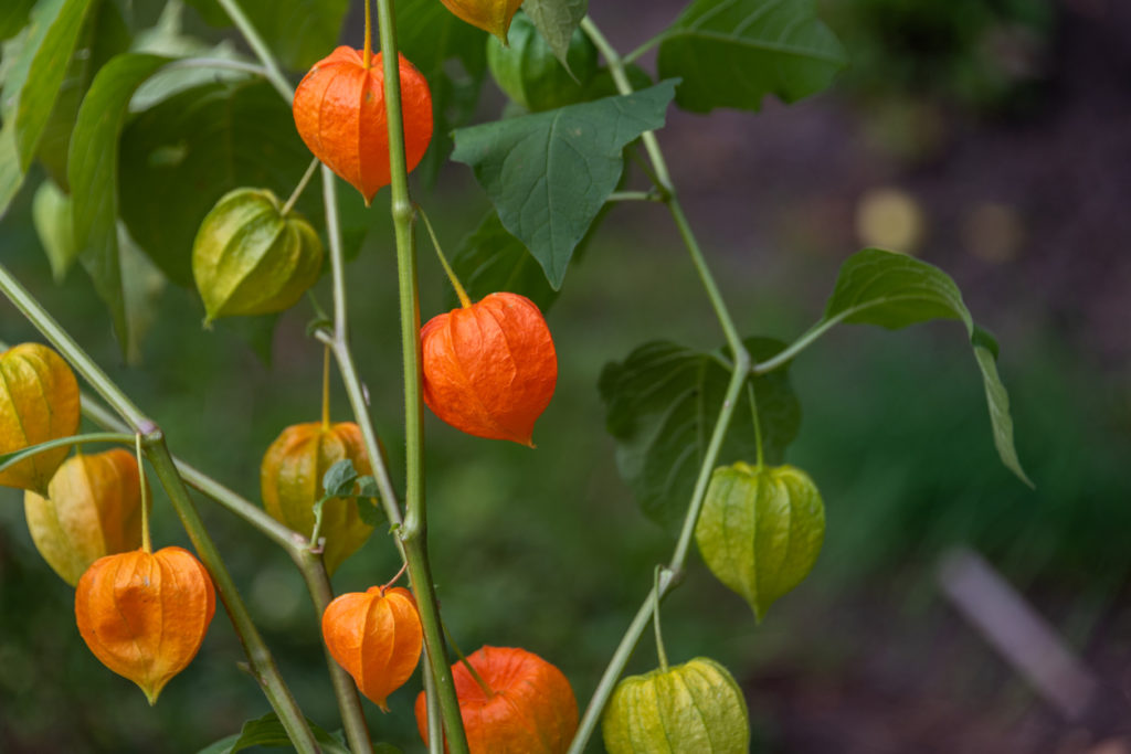 Physalis pflanzen Die besten Tipps