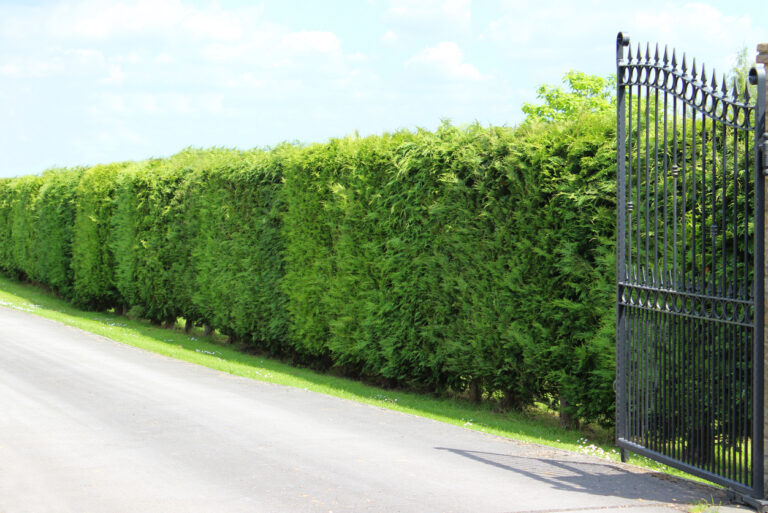 s-ulenzypresse-hecke-die-besten-alternativen