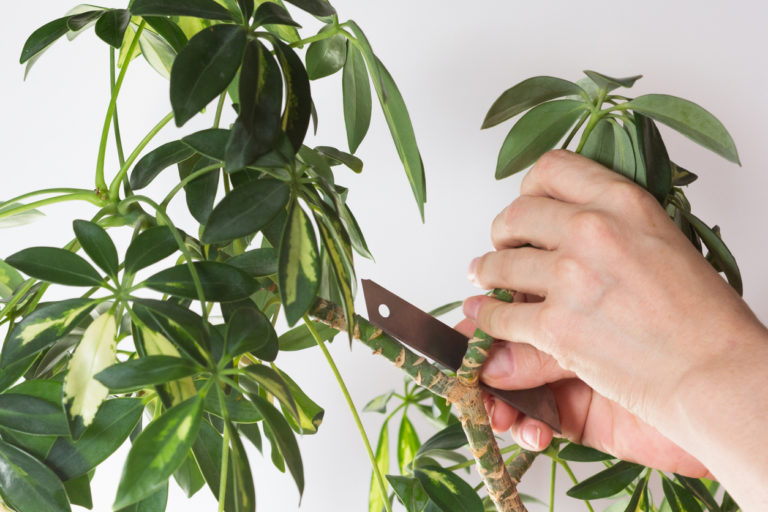 Schefflera Schneiden Bilder: Zeichnen lernen mit der faszinierenden Pflanze