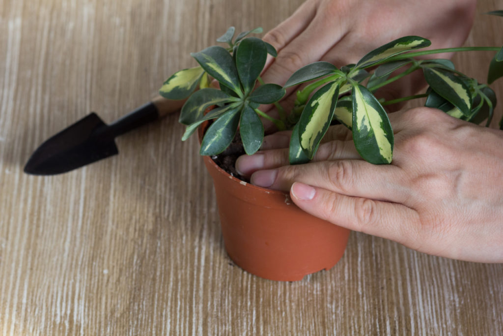 Schefflera Schneiden Bilder: Zeichnen lernen mit der faszinierenden Pflanze