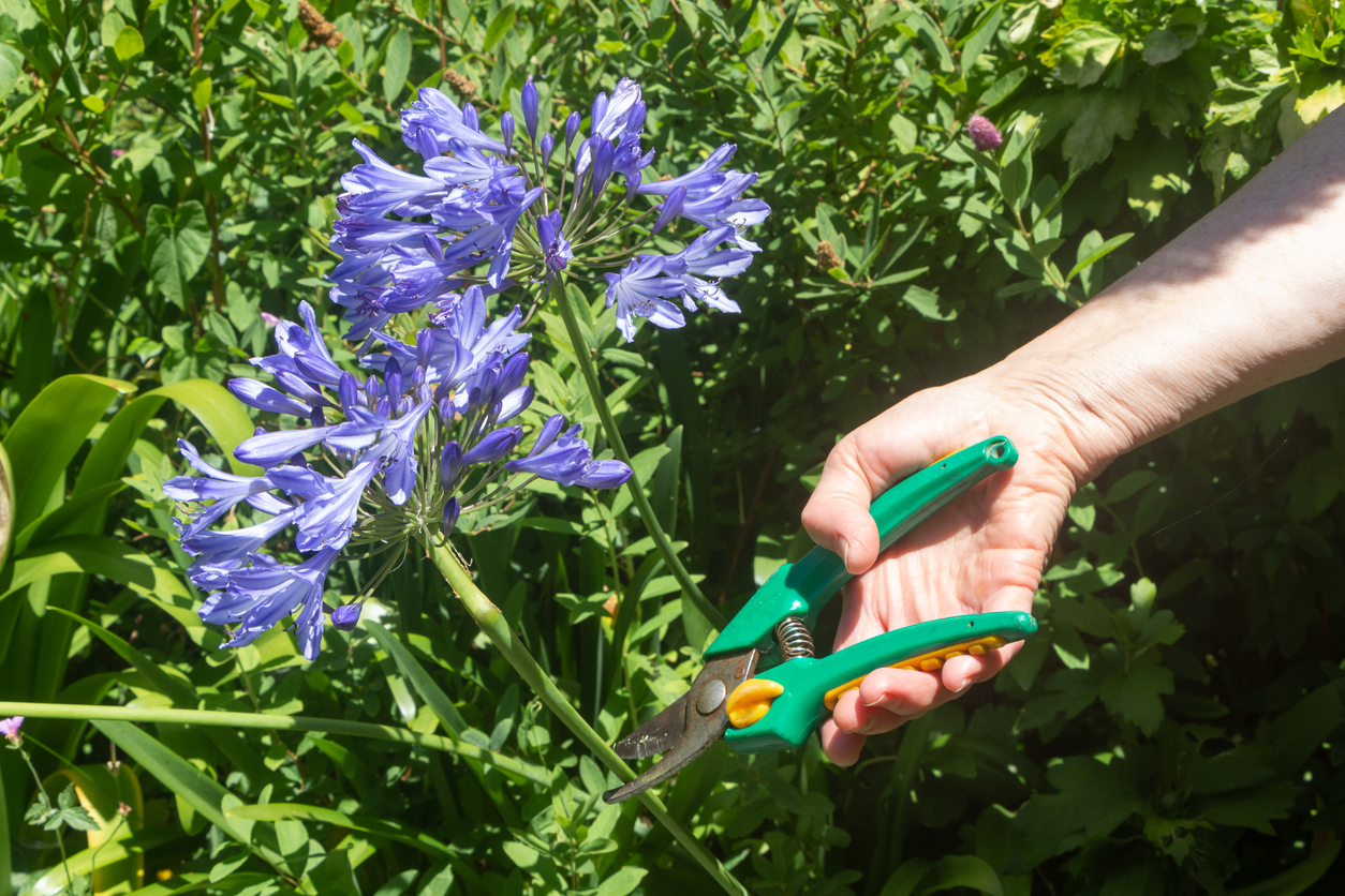 Schmucklilie Blüten abschneiden Tipps für optimales Wachstum