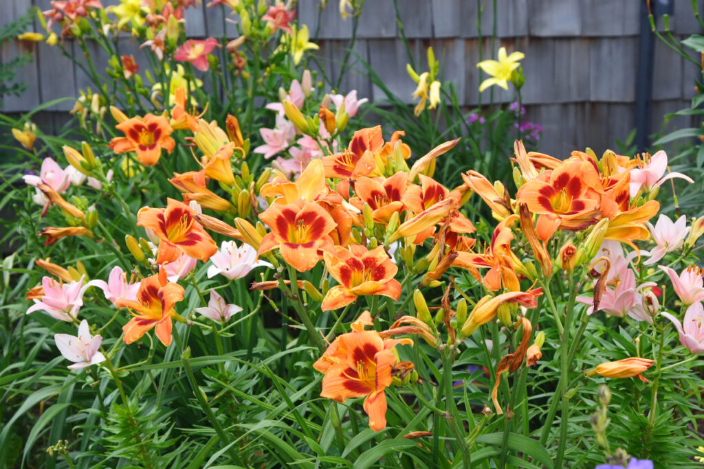 Taglilien Pflanzen Winterhart - 4 Knollen Hemerocallis Für Garten & Balkon | Mehrjährige Blumen Zwiebeln