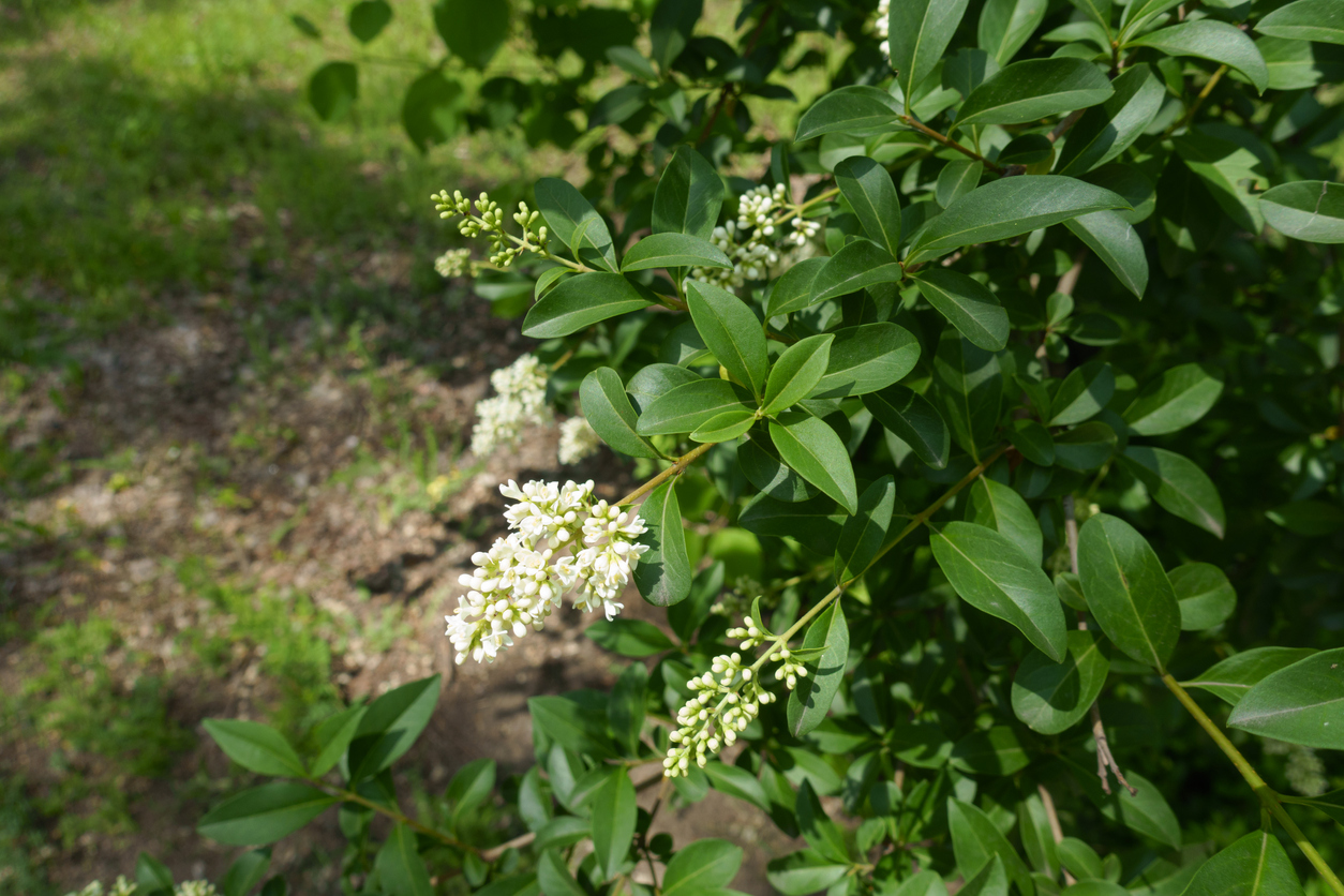 When Does Privet Bloom? Best Times for New Growth