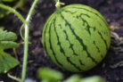 wassermelone-pflanzen