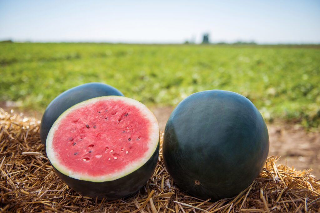 Wassermelone Obst oder Gemüse Welcher Gattung gehört sie an?