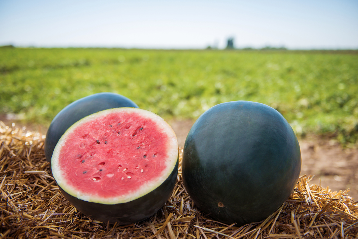 Wassermelone Herkunft Woher Kommt Die Frucht