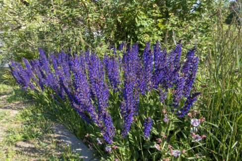 wiesensalbei-standort