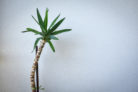 yucca-palme-retten