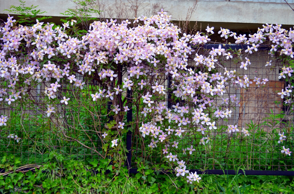 Clematis Montana Rubens schneiden So machen Sie es richtig