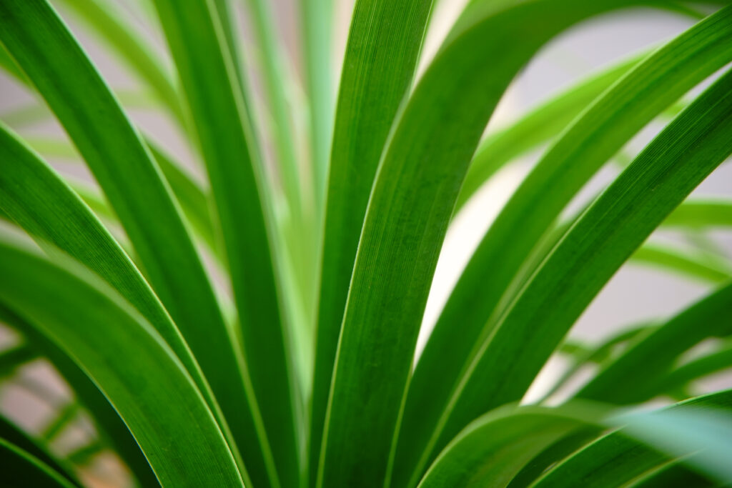 Yucca Palme bekommt braune Spitzen Woran kann das liegen?