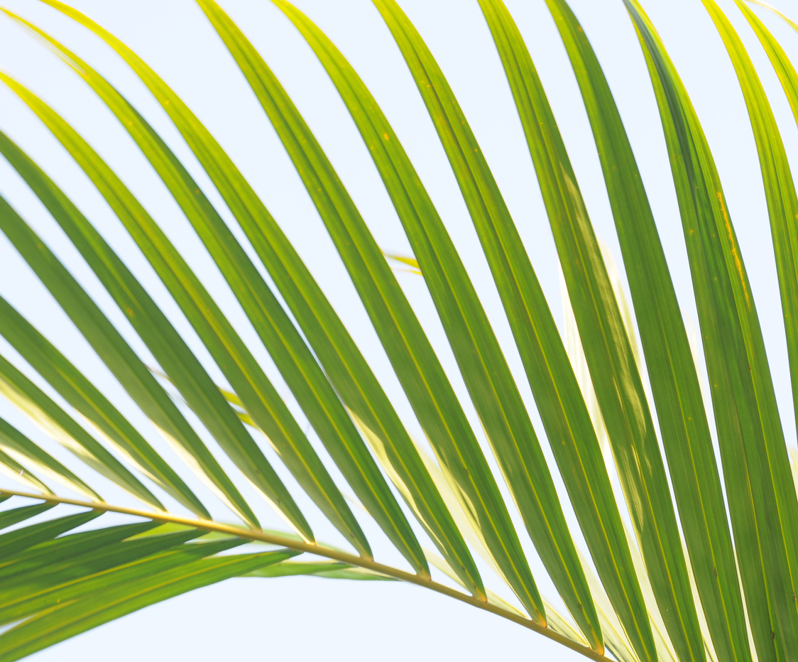 Goldfruchtpalme gelbe Bltter - Diese Ursachen sind mglich