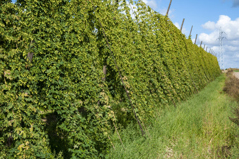 Hopfen als Sichtschutz Die besten Ideen