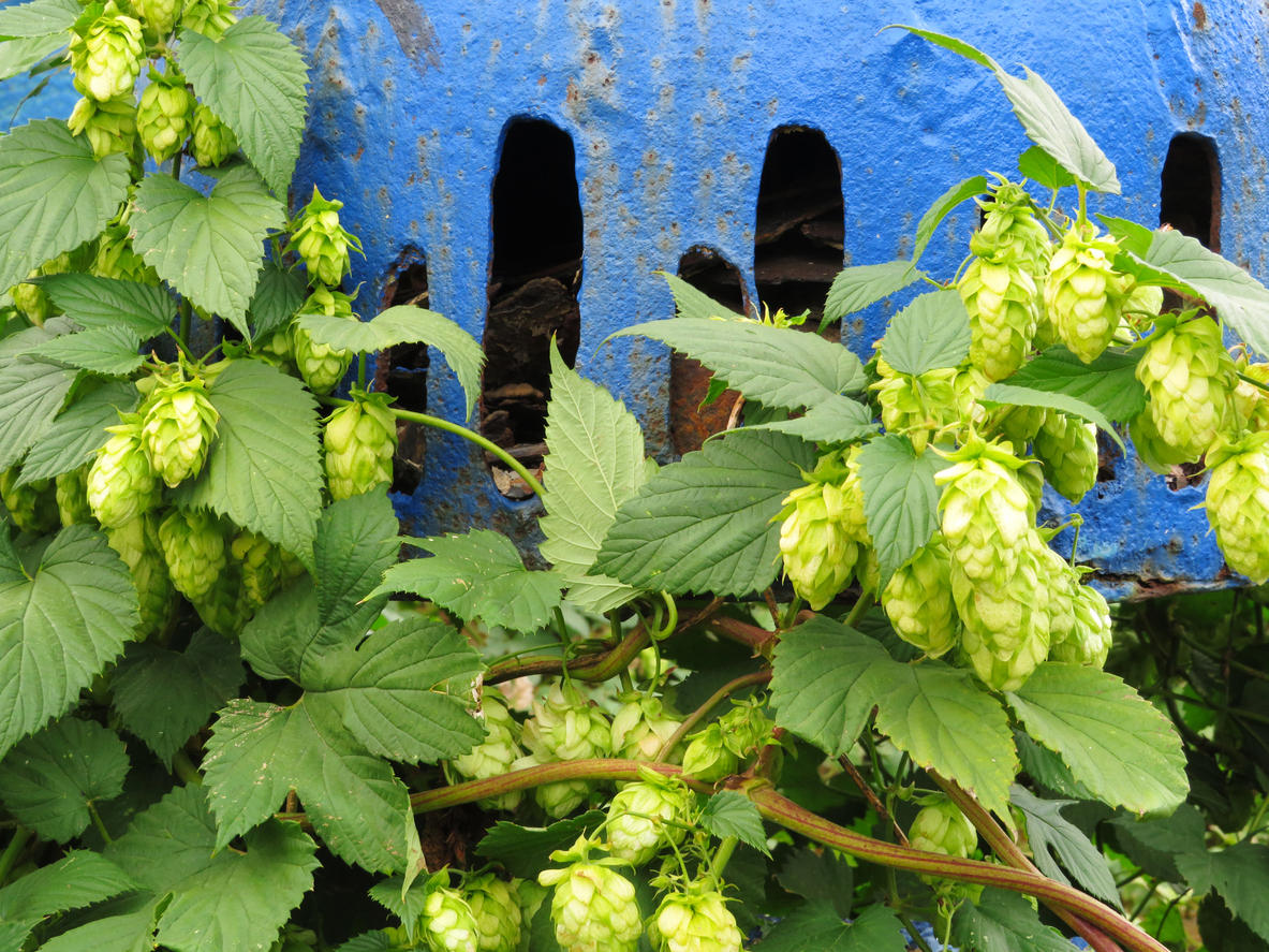 Hopfen anbauen Die besten Tipps für den eigenen Garten