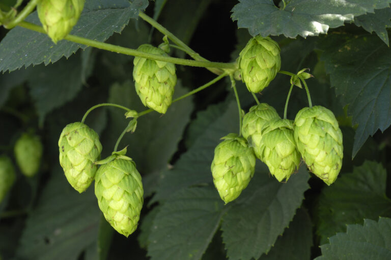 Hopfen vermehren - So ziehen Sie neue Pflanzen