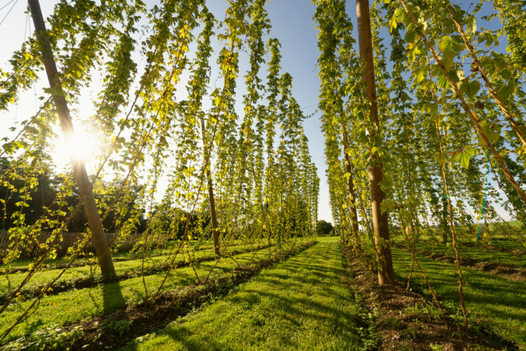 Rankhilfe für den Hopfen Die besten Tipps