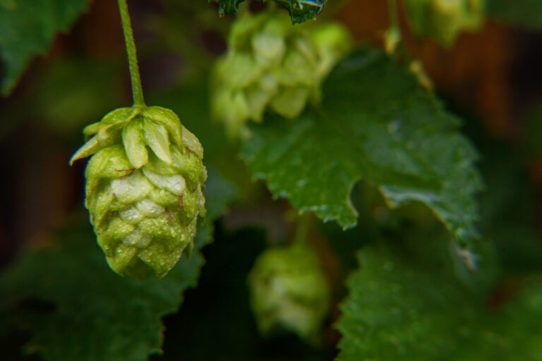 Wachstum von Hopfen Wie schnell wächst er und wie groß wird er?