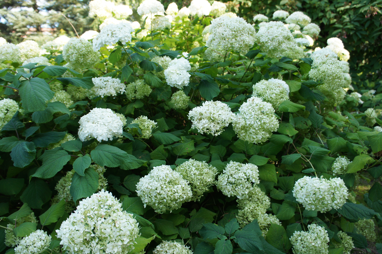 Hortensie Annabell düngen So machen Sie es richtig