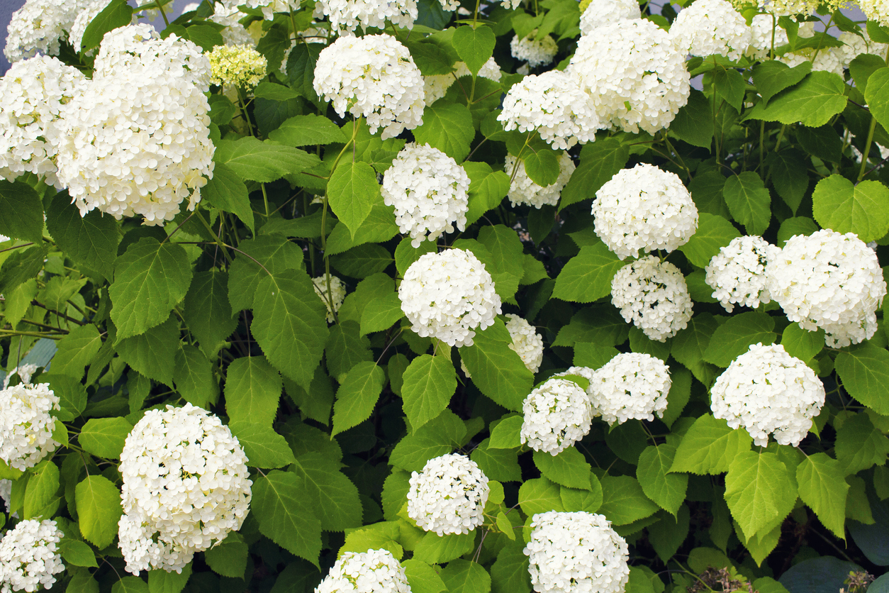Hortensie Annabelle stützen Diese Möglichkeiten haben Sie