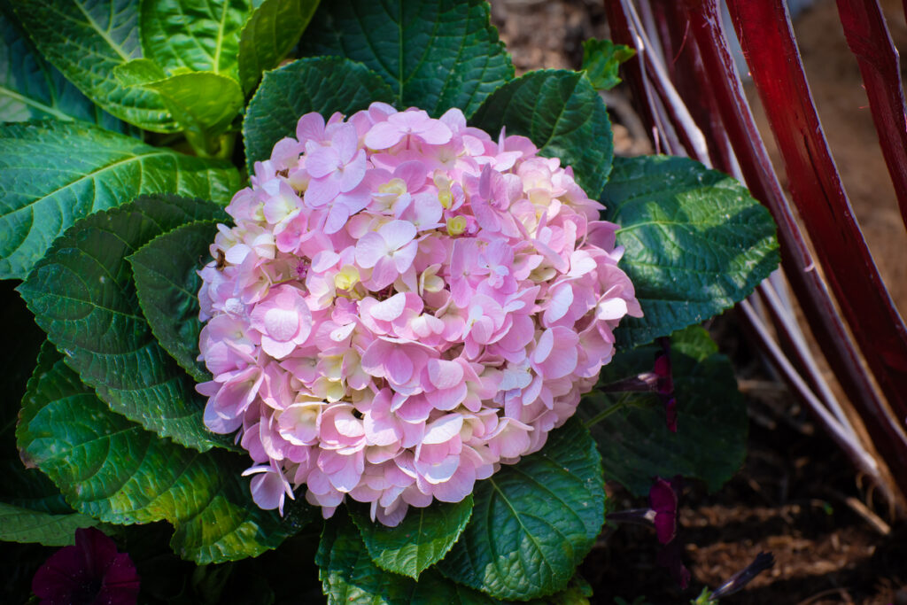 Endless Summer Hortensie überwintern Die besten Tipps