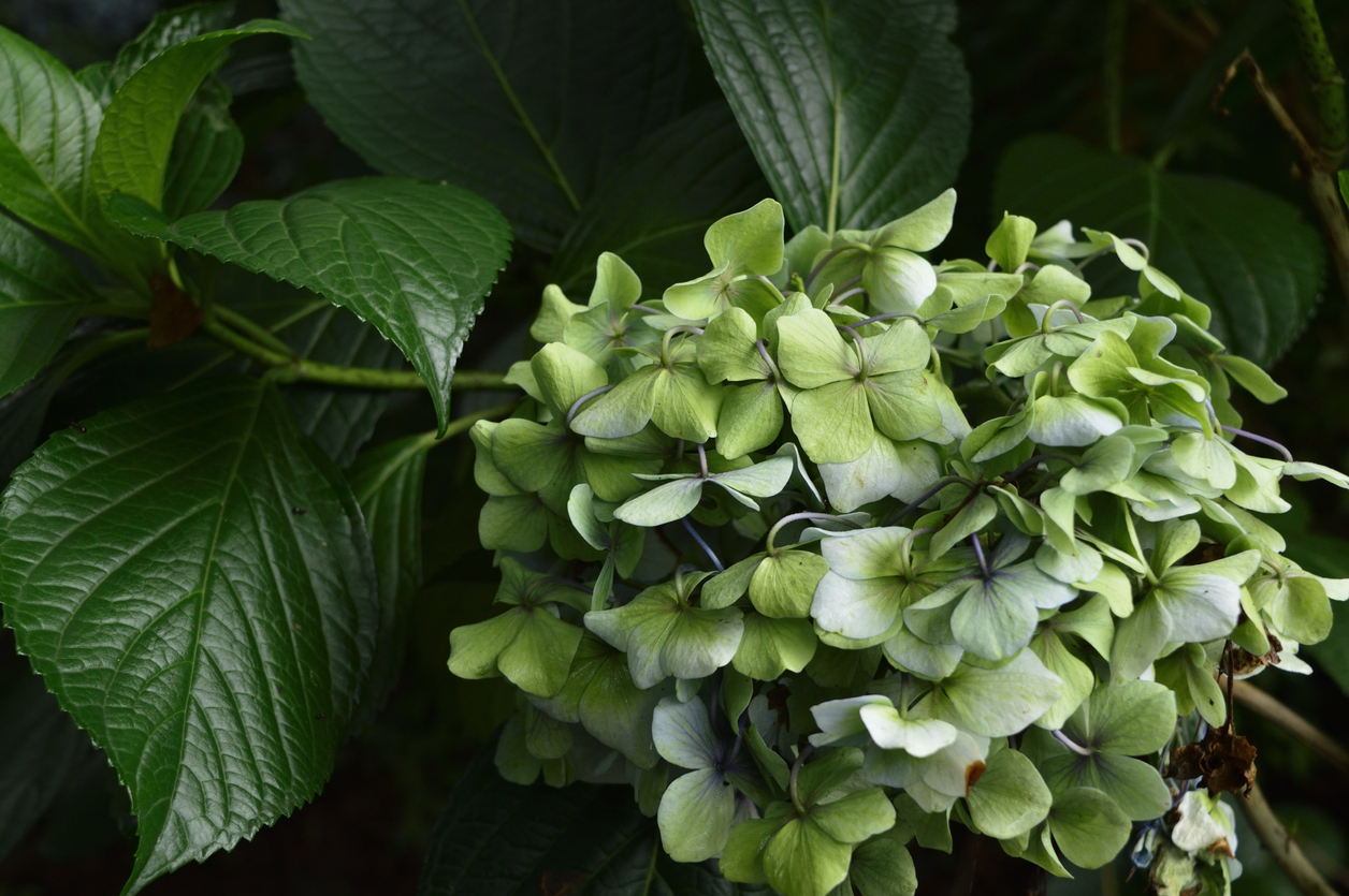 Hortensie hat trockene Blätter Woran kann das liegen?