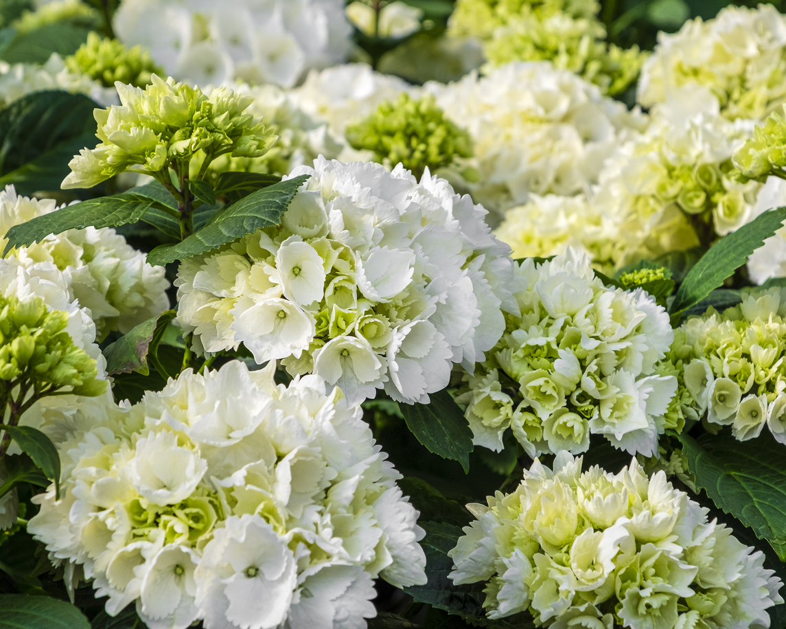 Hortensie immergrün Gibt es diese Sorte?