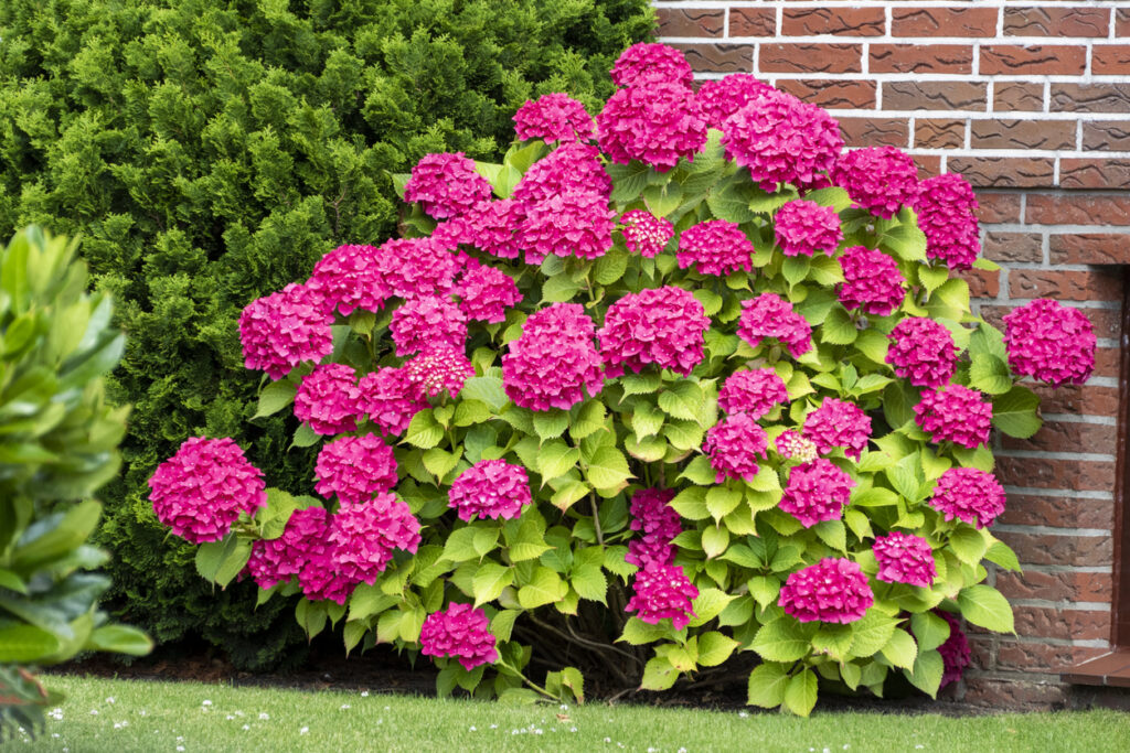 Hortensie rot färben So funktioniert es