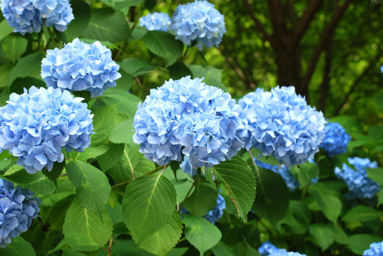 Hortensie im Topf überwintern Tipps und Kurzanleitung