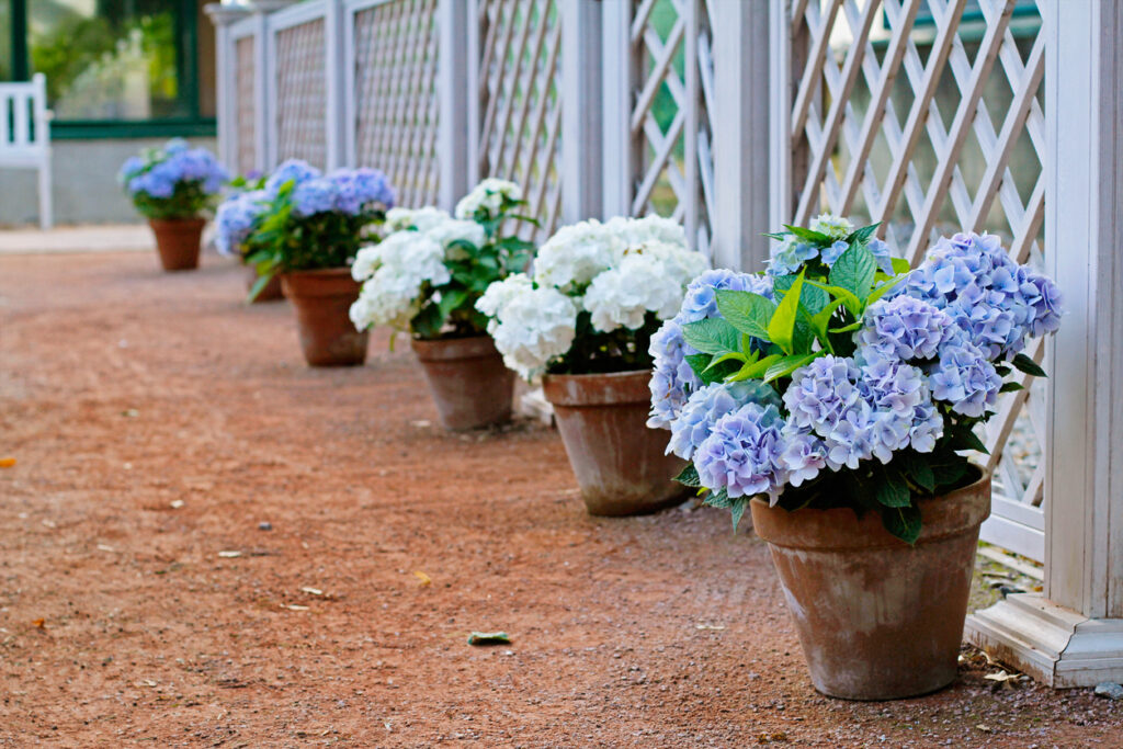 Hortensie im Keller überwintern So gelingt es Ihnen