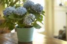 hortensie-zimmerpflanze