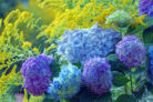 hortensien-blau-faerben