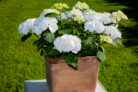 hortensien-einpflanzen